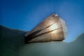 Underwater views of the Black Sea. Different objects and garbage under water, freediving.