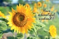 Have a beautiful weekend. Card and greeting weekend concept with beautiful sunflower blossom in the summer or spring season.