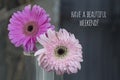 Have a beautiful weekend. Happy weekend card and greeting concept with two pink gerber flowers blossom on light dark background Royalty Free Stock Photo