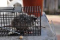 Possum In A Cage