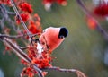 Have Ed bullfinch