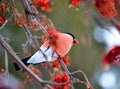 Have Ed bullfinch