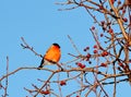 Have Ed bullfinch