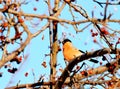 Have Ed bullfinch