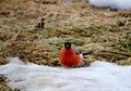 Have Ed bullfinch