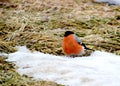 Have Ed bullfinch