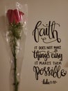 Always have faith rose beautiful possible