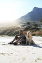 They have a furry companion joining in their fitness journey. a sporty young couple taking a break with their dog while Royalty Free Stock Photo