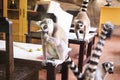 We have a group of lemurs eating. Royalty Free Stock Photo