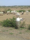 Herd of goats grazing in desert