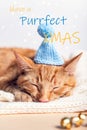 Have a Purrfect Xmas wth cat in knitted hat Royalty Free Stock Photo