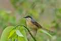 Ashy Prinia or ashy wren-warbler Prinia socialis is a small warbler