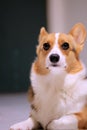 Fair the Corgi Looking Up Right to her Breeder