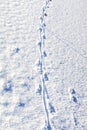 Havel river with footprints of nutria river rat in snow. Havell