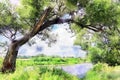 Havel river landscape in Summer time with willow tree and reed Royalty Free Stock Photo