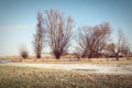 Havel river meadows in winter with typical willow trees Royalty Free Stock Photo