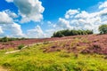 Havelterberg with purple flowering Heather Royalty Free Stock Photo