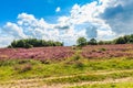 Havelterberg with purple flowering Heather Royalty Free Stock Photo