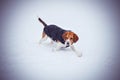 Beagle the snow january february winter fun cold Royalty Free Stock Photo