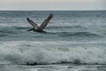 Having a hike near the beach close to Puerto Villamil you can see lots of these big pelican flying close the sea surface. Royalty Free Stock Photo
