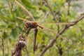 Dragonfly At Rest On Tree Branch