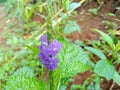 The purple flower is called Salvia Splendens, Royalty Free Stock Photo