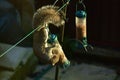 Having a meal while hanging upside down Royalty Free Stock Photo