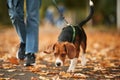 Having a walk. Close up view of cocker spaniel dog on a leash, woman in the park Royalty Free Stock Photo