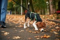 Having a walk. Close up view of cocker spaniel dog on a leash, woman in the park Royalty Free Stock Photo