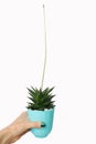 havortia with a flower stalk at the white wall. a rare phenomenon is blooming haworthia. succulent in a blue pot in your