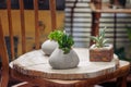 Havortia succulent in pot made of natural sea stone. unpretentious house plants. diy pot with your own hands. simple ideas for