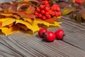 Haw in autumn composition Royalty Free Stock Photo