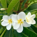 Hawaian flower frangipani plumeria Royalty Free Stock Photo