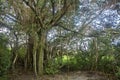 Hawaii banyan tree and foliage in Hana maui Royalty Free Stock Photo