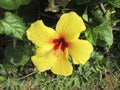 Hawaii. Beautiful bright yellow hibiscus flower. Royalty Free Stock Photo