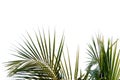 Coconut leaves on white isolated background for green foliage backdrop Royalty Free Stock Photo