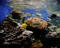 Hawaii Coral Reef Royalty Free Stock Photo