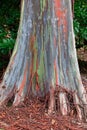 Hawaii Eucalyptus Rainbow Tree