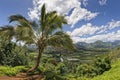 Hawaii kauai fields Royalty Free Stock Photo