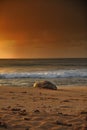 Hawaii Monk Seal