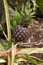 White Pineapple Hawaii Life Sweet Favorite Growing in Non-Native Section of Limahuli Gardens