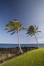 Hawaii Palm Duet