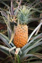 Hawaii - Ripe pineapple Royalty Free Stock Photo