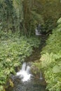 Hawaii Scenery: Small cascade waterfalls near Akaka Falls