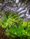 Dense vegitation of fern Hawaii