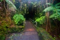 Hawaii volcanoes National Park Thurston Lava Tube Royalty Free Stock Photo