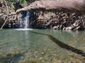 Hawaii waterfall tree branch water Royalty Free Stock Photo