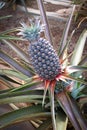 Hawaii - young pineapple