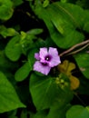 The Hawaiian Baby Woodrose Argyreia Nervosa flower.