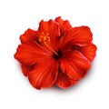 Hawaiian beautiful red hibiscus flower isolated on white background Royalty Free Stock Photo